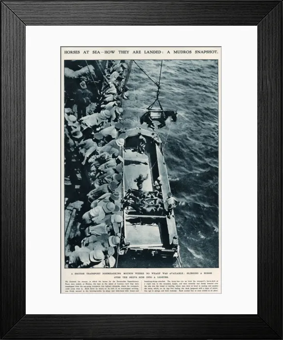Framed Print : Horses at sea, using slings WWI Framed Print : Horses at sea, using slings WWI