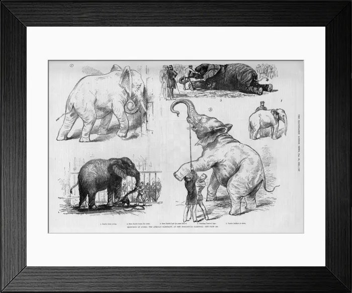 Framed Print : Jumbo the elephant in his younger days
