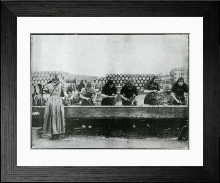 Framed Print : Great Yarmouth - Herring Harvest 1905 Framed Print : Great Yarmouth - Herring Harvest 1905