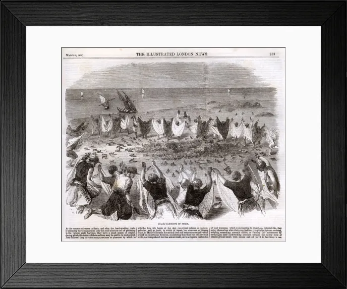 Framed Print : Quail catching in Syria 1862 Framed Print : Quail catching in Syria 1862