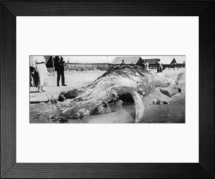 Framed Print : Cape May sea creature, 1924 Framed Print : Cape May sea creature, 1924