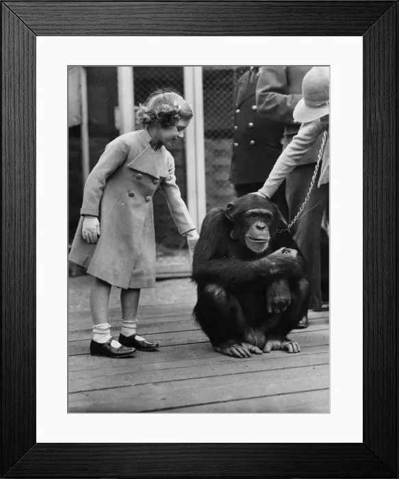 Framed Print : Princess Margaret with a chimpanzee Framed Print : Princess Margaret with a chimpanzee