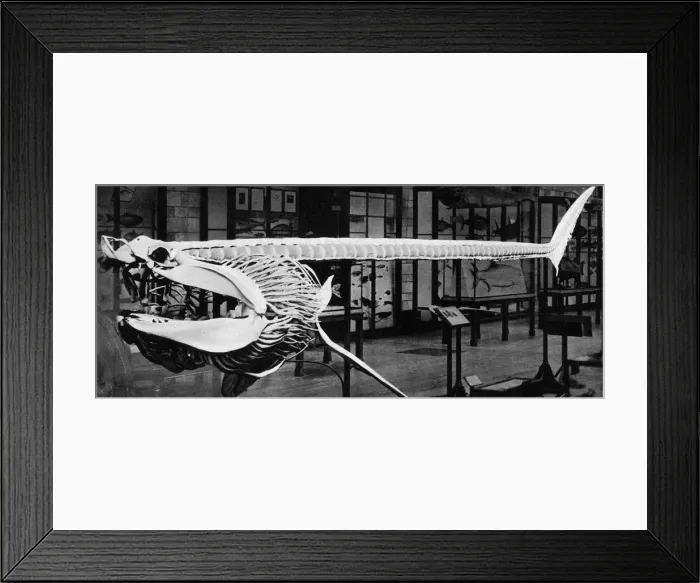 Framed Print : Cast of a basking shark(Selache Maxima) Framed Print : Cast of a basking shark(Selache Maxima)