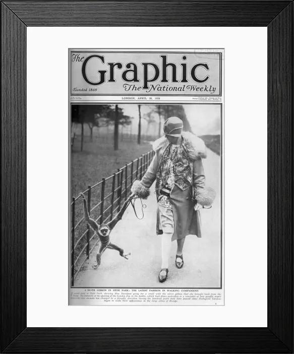 Framed Print : The Graphic cover - a silver gibbon as a pet Framed Print : The Graphic cover - a silver gibbon as a pet