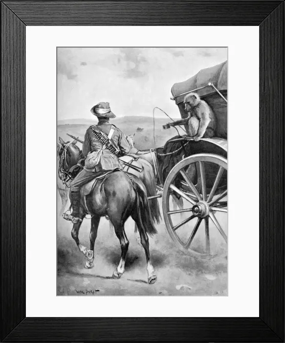 Framed Print : Baboon military mascot, 1901 Framed Print : Baboon military mascot, 1901
