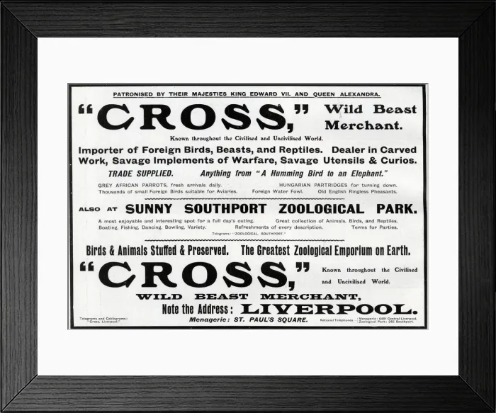 Framed Print : Advertisement for Cross - Wild Beast Merchant, Liverpool