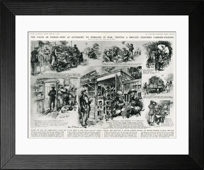 Framed Print : Carrier pigeons - including testing the pigeons Framed Print : Carrier pigeons - including testing the pigeons