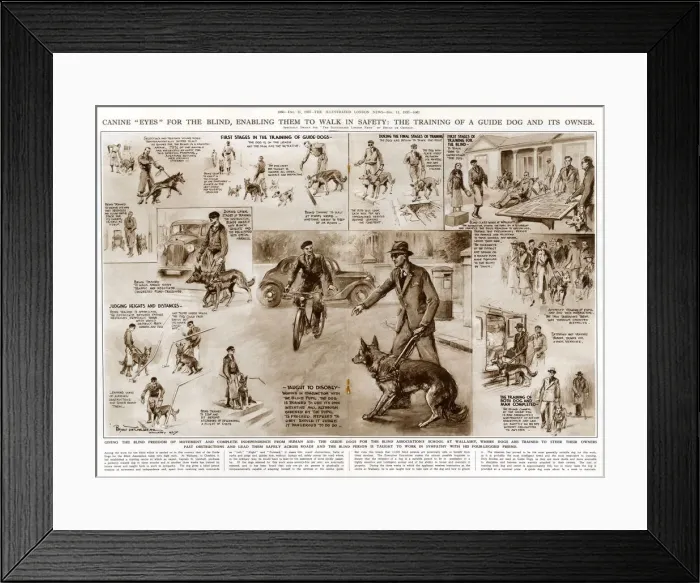 Framed Print : Training a guide dog and its owner Framed Print : Training a guide dog and its owner