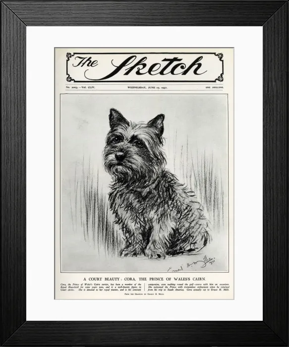 Framed Print : Cora the Cairn Terrier belonging to the Prince of Wales Framed Print : Cora the Cairn Terrier belonging to the Prince of Wales