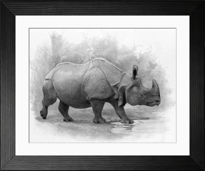 Framed Print : Great Indian Rhinoceros, 1899 Framed Print : Great Indian Rhinoceros, 1899