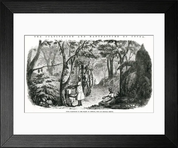 Framed Print : Cultivation and manufacture of cocoa 1855 Framed Print : Cultivation and manufacture of cocoa 1855