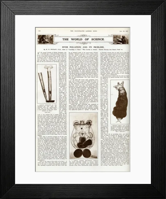 Framed Print : River pollution and its problems, ILN January 1932