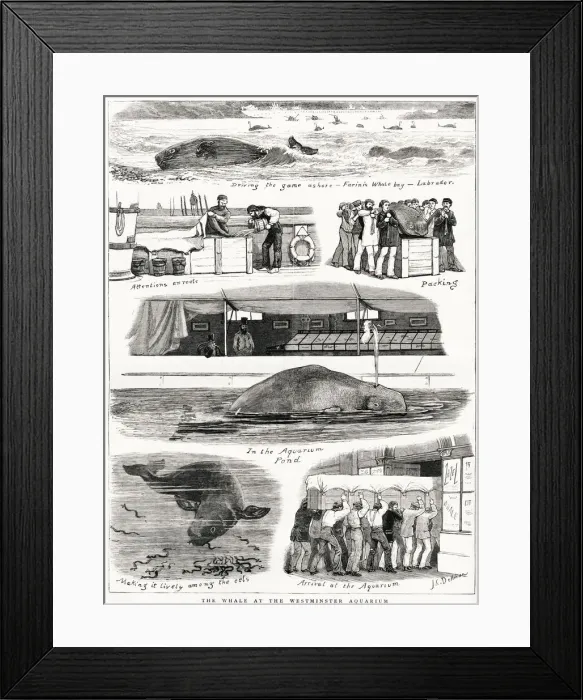 Framed Print : The Whale at the Westminster Aquarium Framed Print : The Whale at the Westminster Aquarium