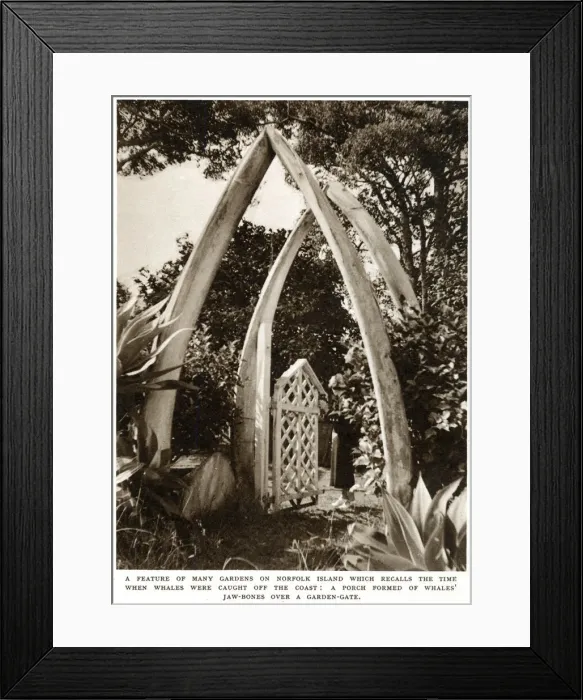 Framed Print : Norfolk Island garden with whale bones, 1939 Framed Print : Norfolk Island garden with whale bones, 1939