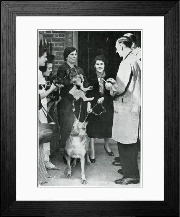 Framed Print : Women queuing with their dogs for RSPCA advice, Sept 1939 Framed Print : Women queuing with their dogs for RSPCA advice, Sept 1939