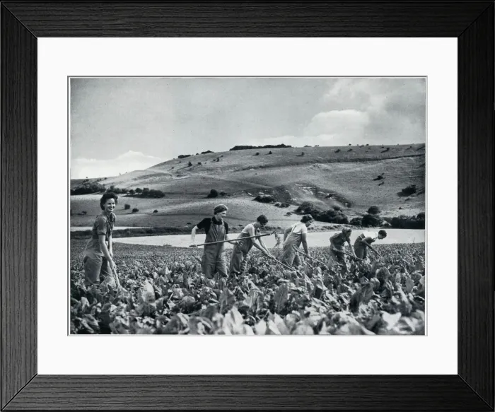 Framed Print : Womens Land Army volunteers in training, September 1939
