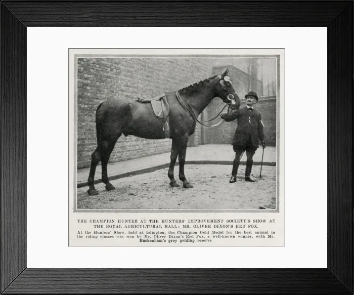 Framed Print : Mr Oliver Dixons Red Fox - The Champion Hunter Framed Print : Mr Oliver Dixons Red Fox - The Champion Hunter