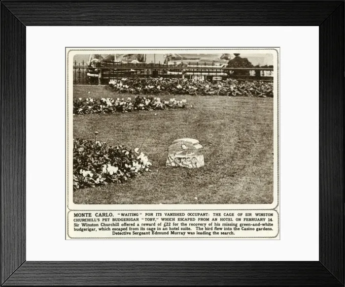 Framed Print : Cage of Sir Winston Churchills pet budgerigar Toby