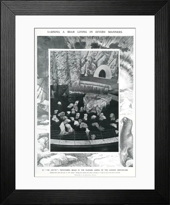 Framed Print : Polars bears at the London Hippodrome, January 1910 Framed Print : Polars bears at the London Hippodrome, January 1910