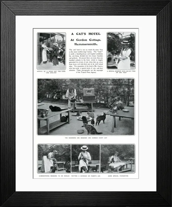 Framed Print : A Cats Hotel in Hammersmith Framed Print : A Cats Hotel in Hammersmith