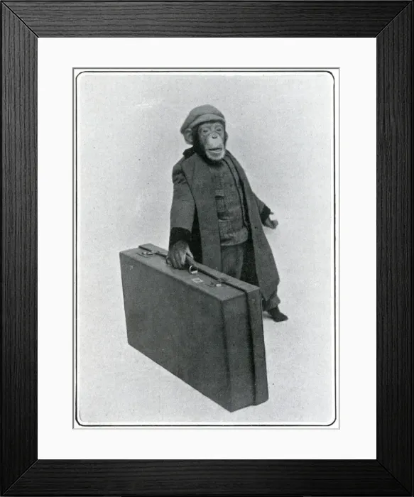 Framed Print : Consul the Chimp at the London Hippodrome