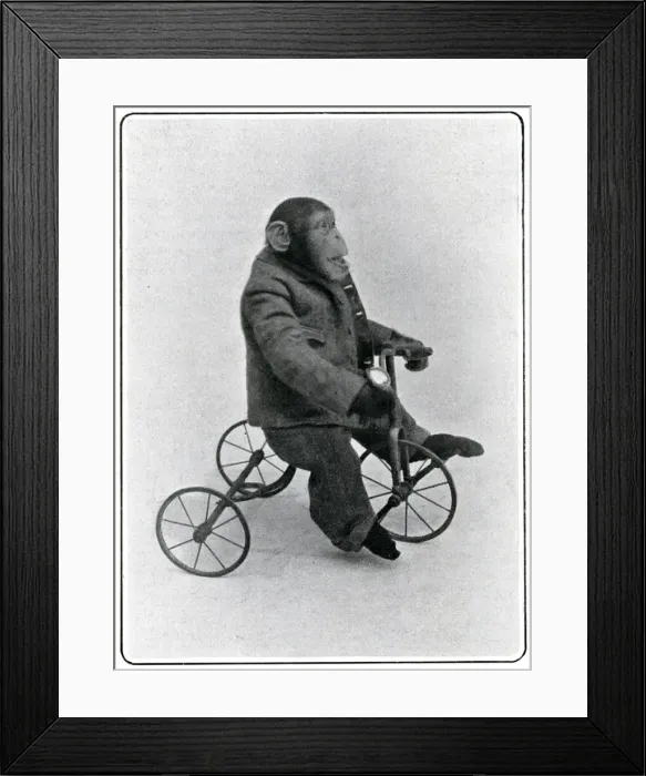 Framed Print : Consul the Chimp at the London Hippodrome