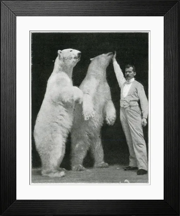 Framed Print : Richard Sawade and polar bears at the London Hippodrome