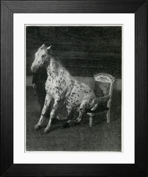 Framed Print : Mr Goodnight, performing horse at the London Hippodrome Framed Print : Mr Goodnight, performing horse at the London Hippodrome
