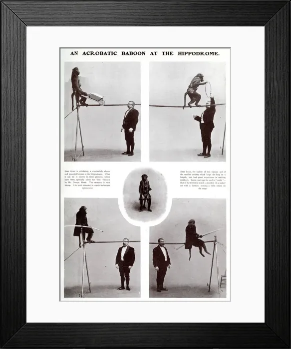 Framed Print : An acrobatic baboon at the Hippodrome