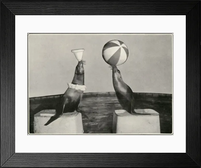 Framed Print : Captain Woodwards seals at the London Hippodrome