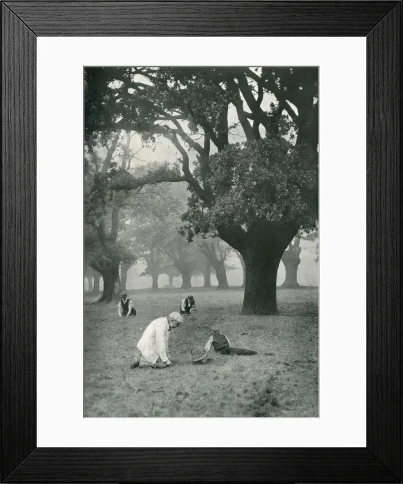 Framed Print : The Acorn Harvest at Chingford, Epping Forest