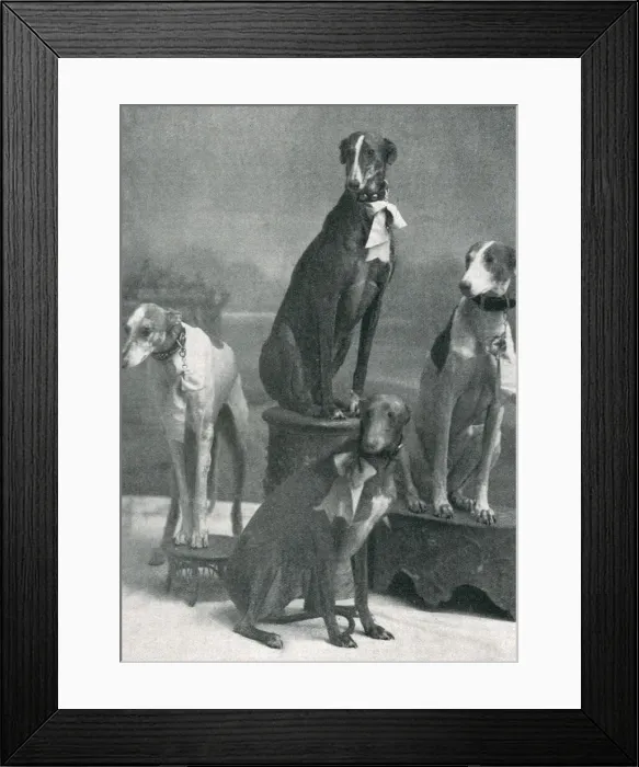 Framed Print : Herberts Dogs at the Hippodrome Framed Print : Herberts Dogs at the Hippodrome