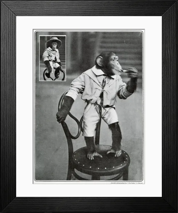 Framed Print : Consul the monkey Framed Print : Consul the monkey