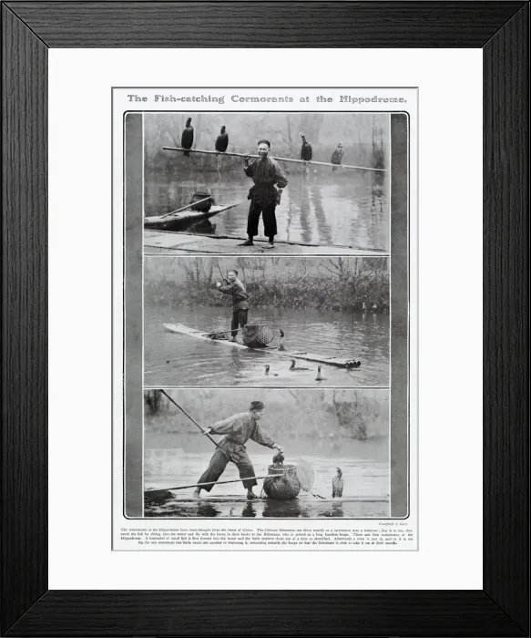 Framed Print : Fish-catching cormorants at the Hippodrome