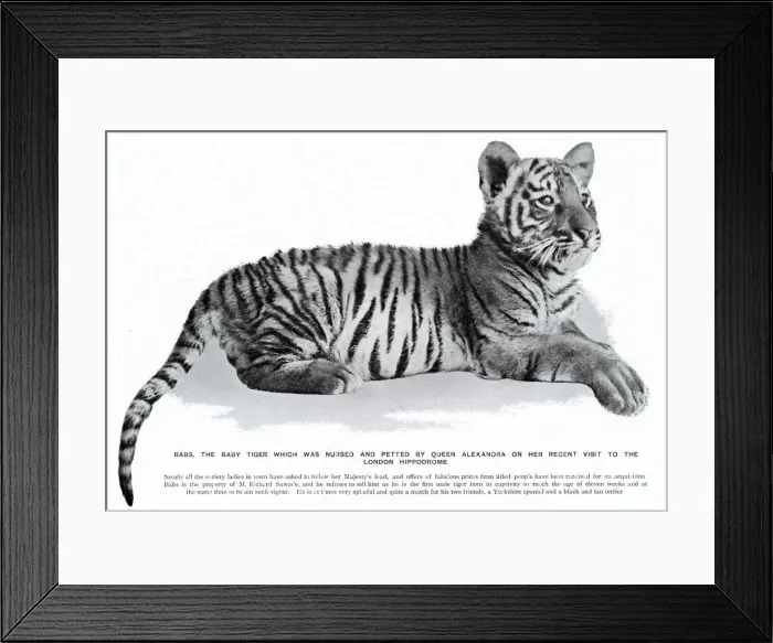 Framed Print : Babs the tiger cub at the London Hippodrome Framed Print : Babs the tiger cub at the London Hippodrome