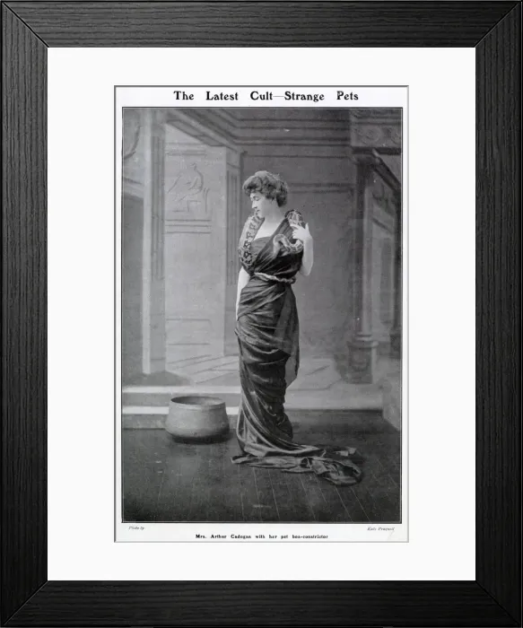 Framed Print : Mrs Arthur Cadogan with her pet boa-constrictor