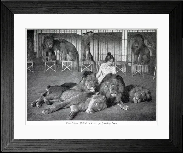 Framed Print : Claire Heliot and her performing lions 1903 Framed Print : Claire Heliot and her performing lions 1903