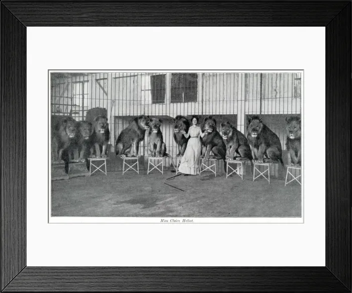 Framed Print : Claire Heliot and her performing lions 1903 Framed Print : Claire Heliot and her performing lions 1903