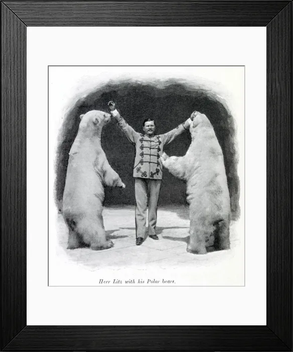 Framed Print : Performing polar bears 1903 Framed Print : Performing polar bears 1903