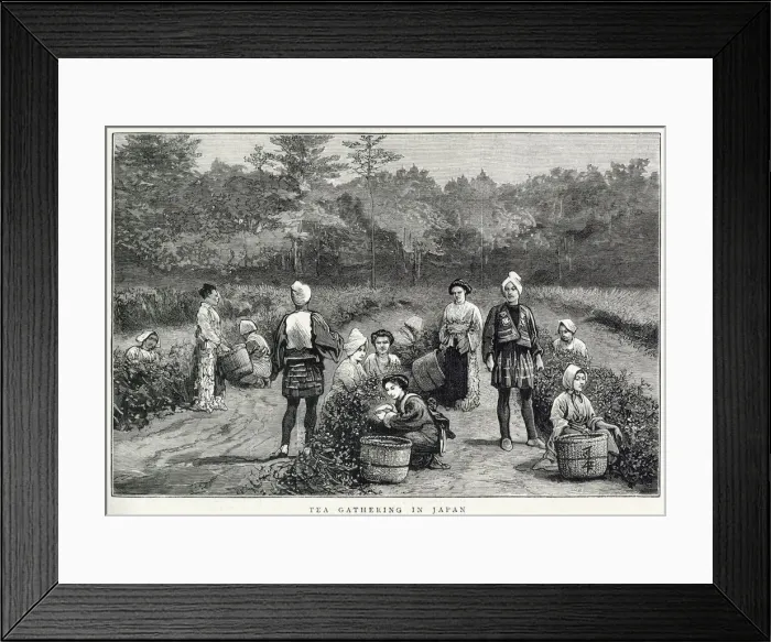 Framed Print : Tea gathering in Japan Framed Print : Tea gathering in Japan