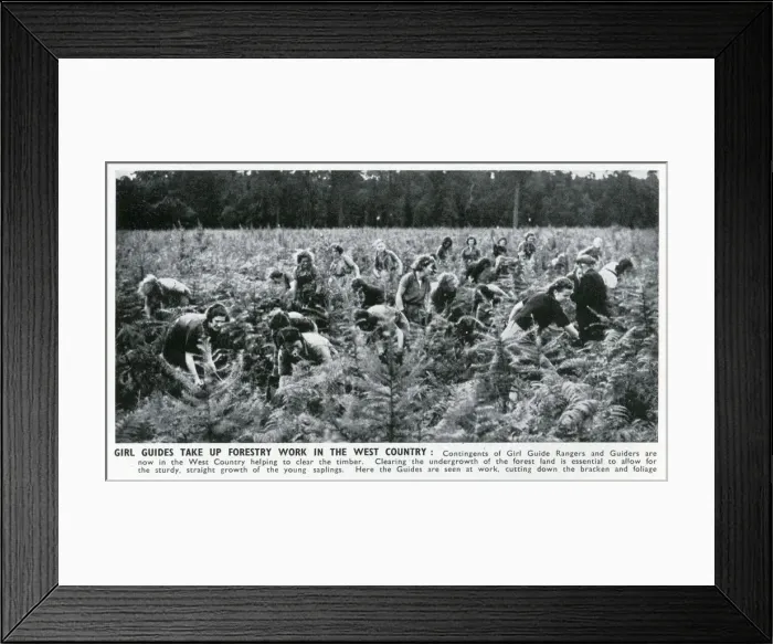 Framed Print : WW2 - Home Front - Girl Guide Rangers and Guiders doing forestry work in the West Framed Print : WW2 - Home Front - Girl Guide Rangers and Guiders doing forestry work in the West