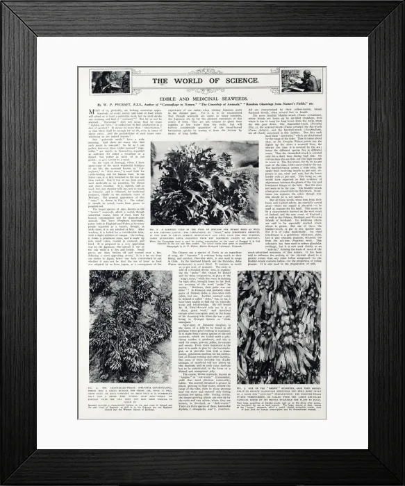 Framed Print : Edible and medicinal seaweeds, 1940 Framed Print : Edible and medicinal seaweeds, 1940