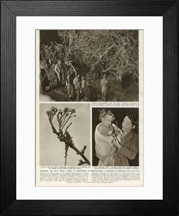 Framed Print : Filming the Holy Thorn at Kingsthorn, Herefordshire - and the buds which came into Framed Print : Filming the Holy Thorn at Kingsthorn, Herefordshire - and the buds which came into