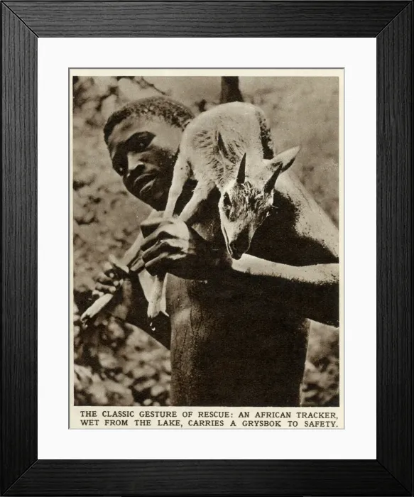 Framed Print : An African tracker, wet from the lake, carrying a grysbok to safety in Southern Rhodesia Framed Print : An African tracker, wet from the lake, carrying a grysbok to safety in Southern Rhodesia