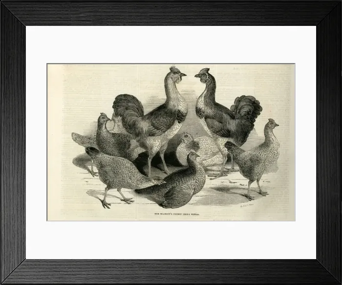 Framed Print : Engraving of the Cochin China Fowl kept by Queen Victoria at Windsor. Date: 1843 Framed Print : Engraving of the Cochin China Fowl kept by Queen Victoria at Windsor. Date: 1843