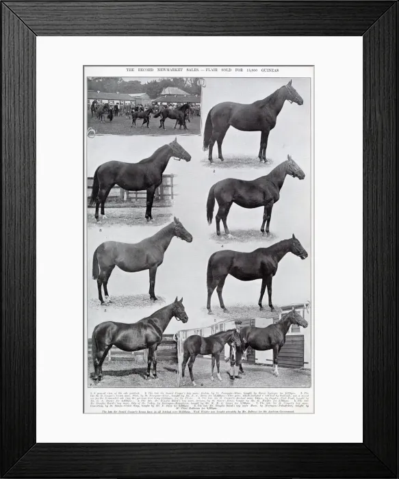 Framed Print : Record Newmarket Sales - Flair sold for 15, 000 guineas Framed Print : Record Newmarket Sales - Flair sold for 15, 000 guineas