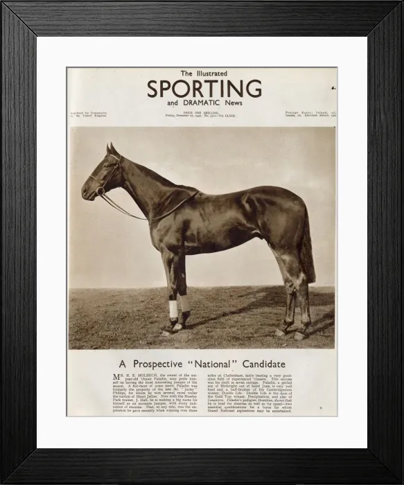 Framed Print : Paladin, the horse owned by Mr. R. Holbech featured on the front cover of The Illustrated Framed Print : Paladin, the horse owned by Mr. R. Holbech featured on the front cover of The Illustrated