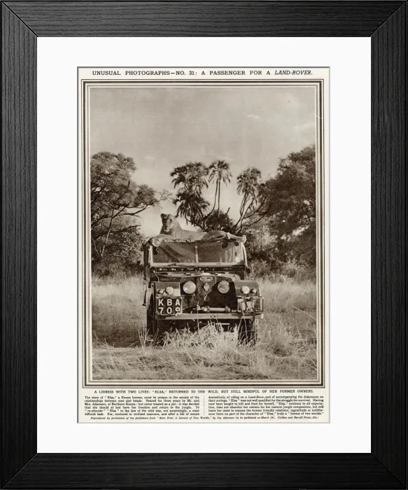 Framed Print : Lioness sitting on top of a Series One Land Rover Framed Print : Lioness sitting on top of a Series One Land Rover