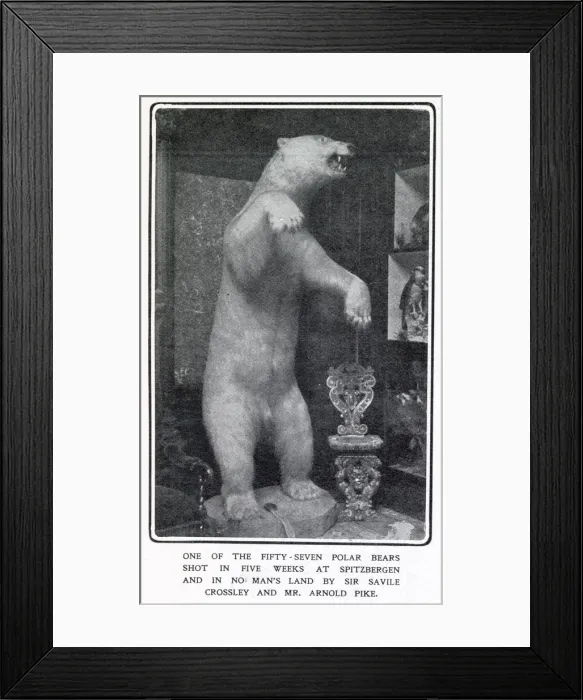 Framed Print : A stuffed and mounted Polar Bear at Somerleyton Hall near Lowerstoft Framed Print : A stuffed and mounted Polar Bear at Somerleyton Hall near Lowerstoft