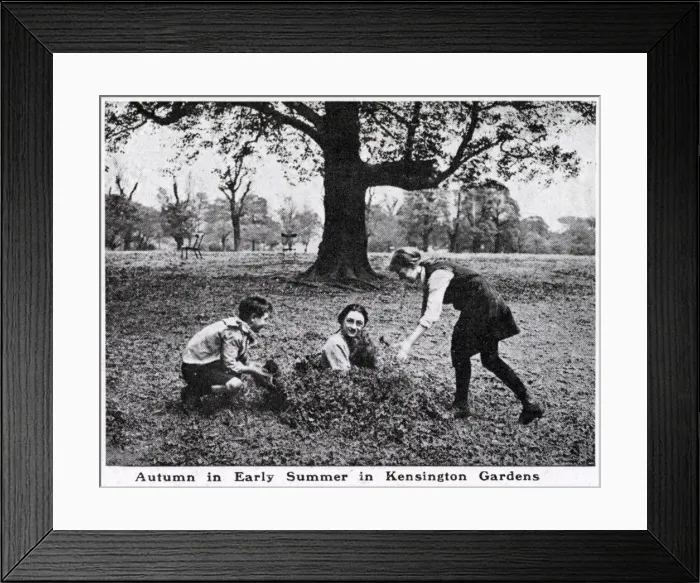 Framed Print : Autumn in early summer, Kensington Gardens Framed Print : Autumn in early summer, Kensington Gardens